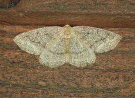 Yellow-headed Looper
